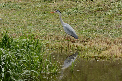 A heron on the waterside