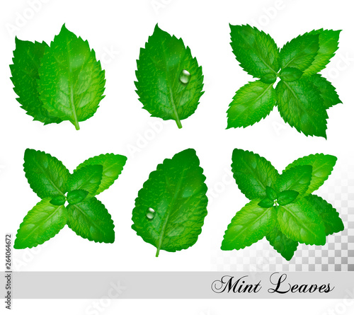 Collection of fresh mint and melissa leaves. Vector set