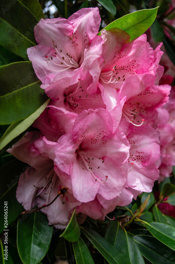Dame Nellie Melba Rhododendron in full bloom Dame Nellie Melba Rhododendron in full bloom