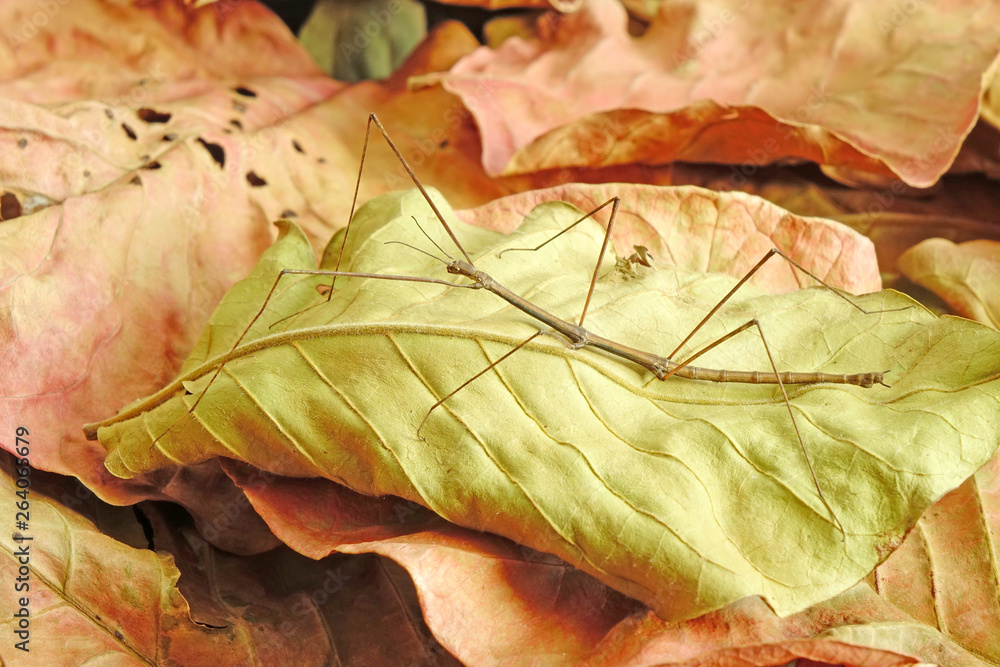 Stick insect or Phasmids (Phasmatodea or Phasmatoptera) also known as
