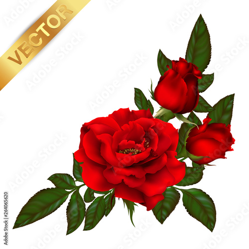 beautiful bouquet with red roses and leaves. Floral arrangement.design greeting card and invitation of the wedding, birthday,Valentine's Day, mother's day and other holiday.