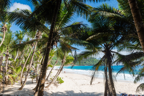 Plenty of palms at sandy Seychelles beach
