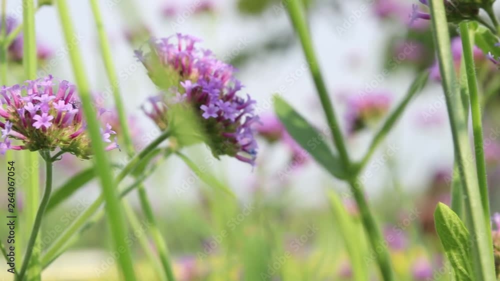 close up of purple verbena flowers in the morning close up of purple verbena flowers in the morning