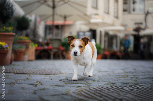 Little Jack Russell Terrier in the city. Pet for a walk in the city. Dog Journey. healthy lifestyle