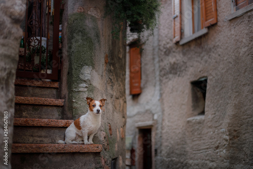 Little Jack Russell Terrier in the city. Pet for a walk in the city. Dog Journey. healthy lifestyle © annaav