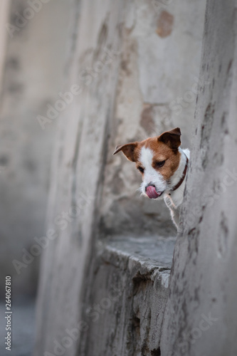 Fototapeta Naklejka Na Ścianę i Meble -  Little Jack Russell Terrier in the city. Pet for a walk in the city. Dog Journey. healthy lifestyle