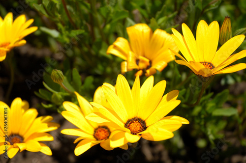 ディモルフォセカ