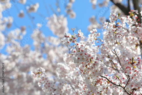Japanese cherry blossom flower nature blue sky background © tktktk