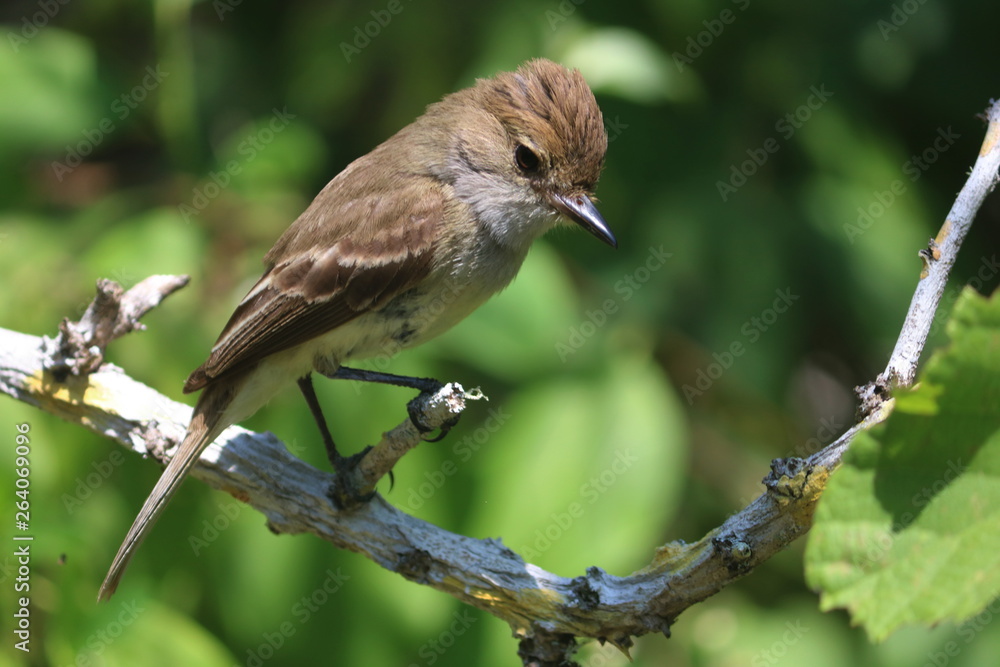 Sparrow - Galapagos Island - Birds -Feather 