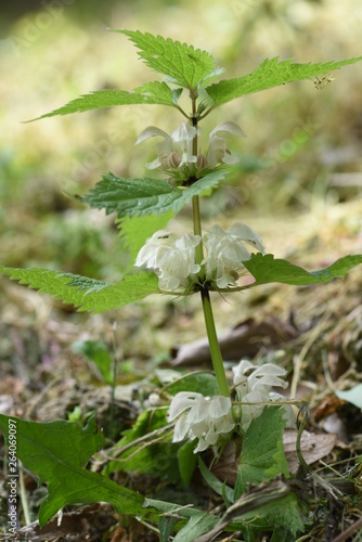 White dead nettle (Lamium album)