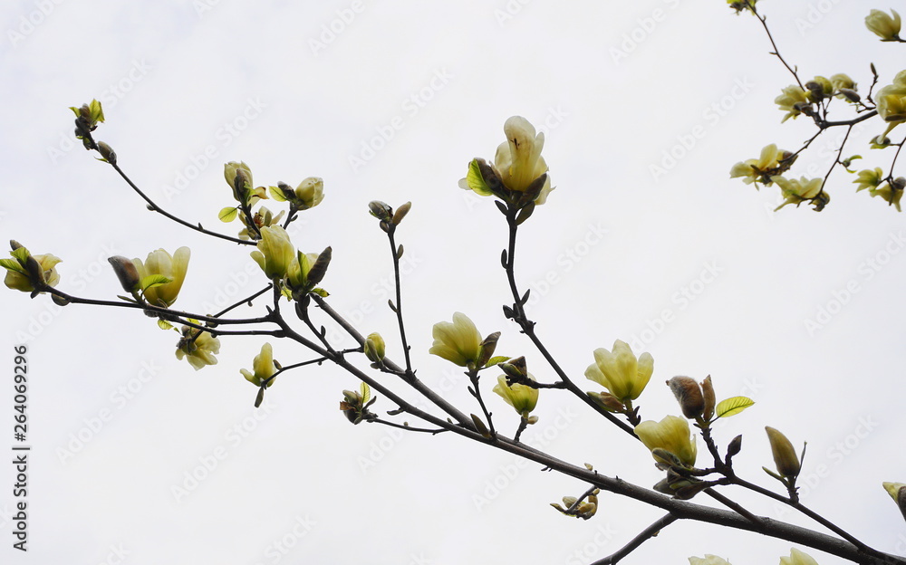 Magnolia blossom. Beautiful yellow flowering magnolia close up. Chinese Magnolia denudata Yellow River ('Fei Huang') with big delicate yellow flowers. Magnolia blossom. Beautiful yellow flowering magnolia close up. Chinese Magnolia denudata Yellow River ('Fei Huang') with big delicate yellow flowers.