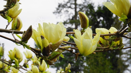 Magnolia blossom. Beautiful yellow flowering magnolia close up. Chinese Magnolia denudata Yellow River ('Fei Huang') with big delicate yellow flowers. photo