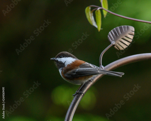 Mountain Chickadee