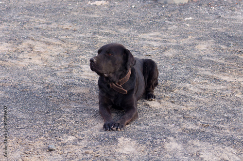 Wallpaper Mural dog on the beach Torontodigital.ca