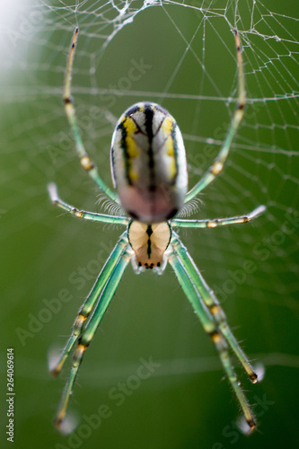 Spider in it's web