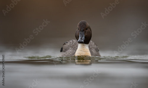 Northern Pintail in British Columbia Canada 