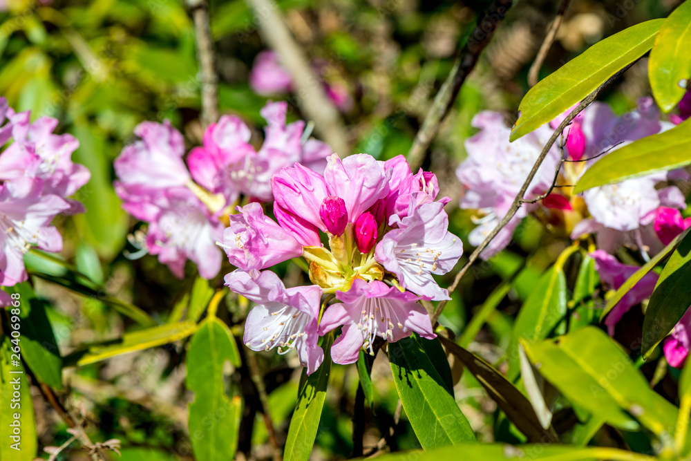 Obraz premium 長安寺のシャクナゲ