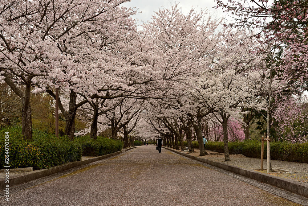 Obraz premium 桜のトンネル