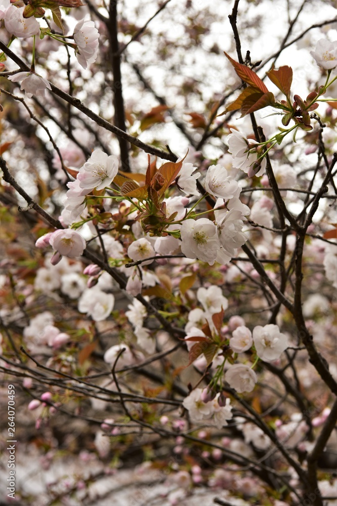 八重桜