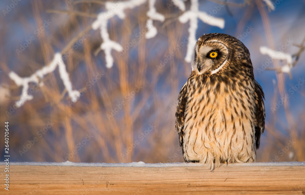 Obraz premium Short eared owl in the wild