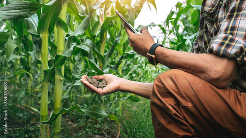 farmer holding the soil in corn field and using mobile phone. modern application of technologies in agricultural activities.