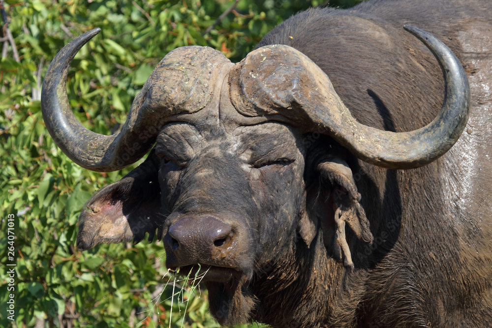 Obraz premium Kaffernbüffel / Buffalo / Syncerus caffer