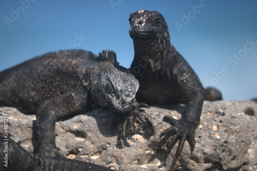 iguana on rock - Galapagos Island -wild 