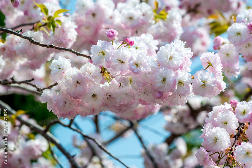 Fototapeta premium 真玉の八重桜