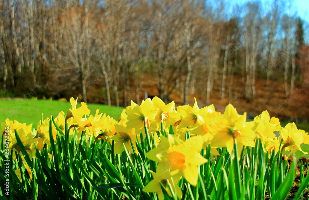 Obraz premium 北海道札幌市熊ノ沢公園の水仙の花の風景