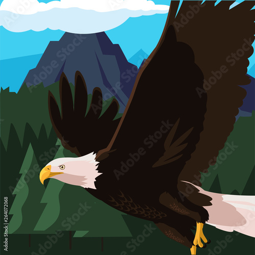 beautiful bald eagle flying in the landscape photo