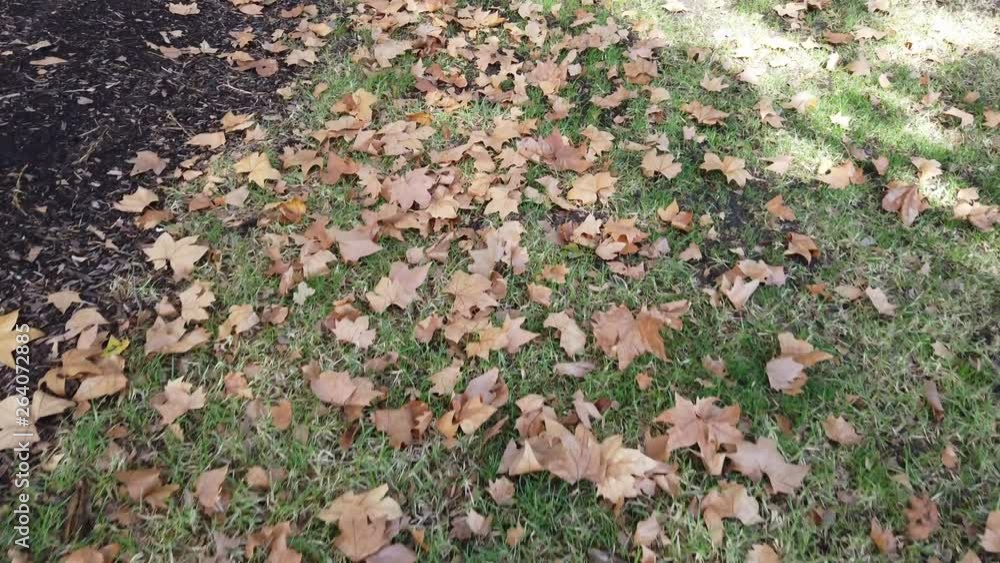 Walking through dry maple autumn leaves. Walking through dry maple autumn leaves.