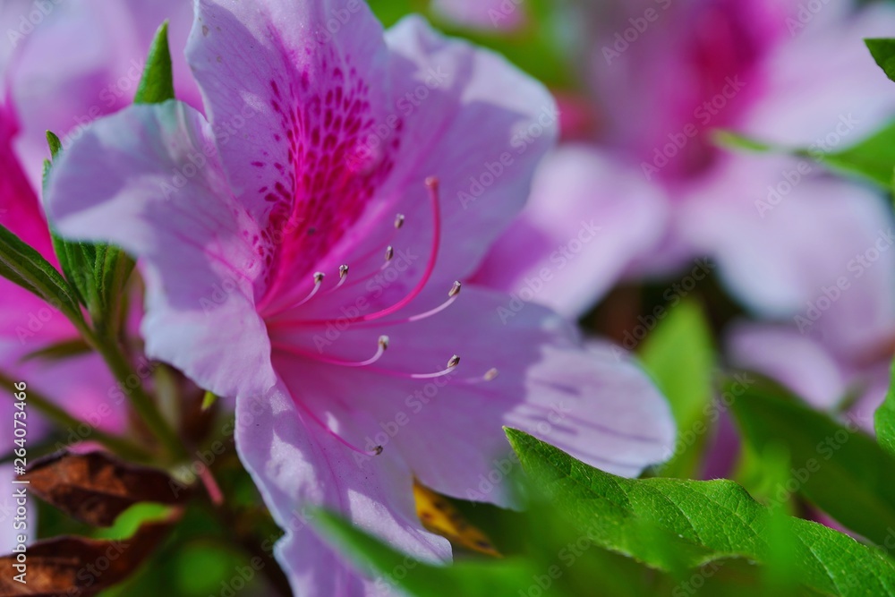 つつじの花が満開の春の風景