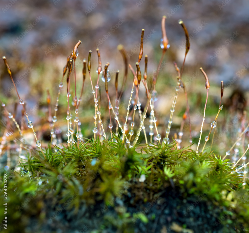 lush moss after a rain
