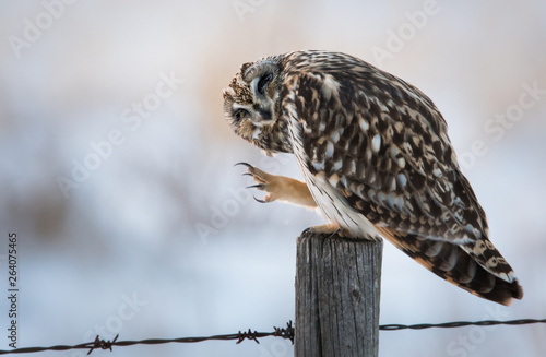 Short eared owl