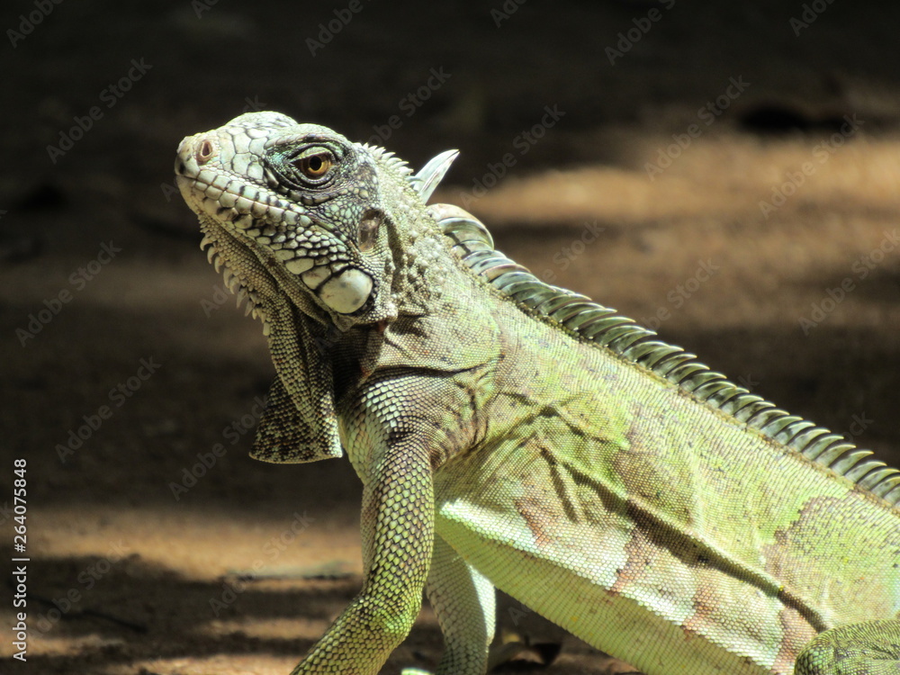 Fototapeta premium iguana on a branch