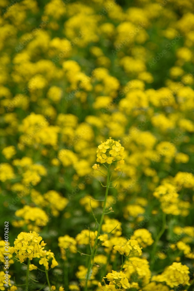 field of yellow flowers