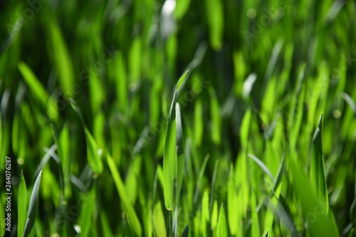 green grass with water drops