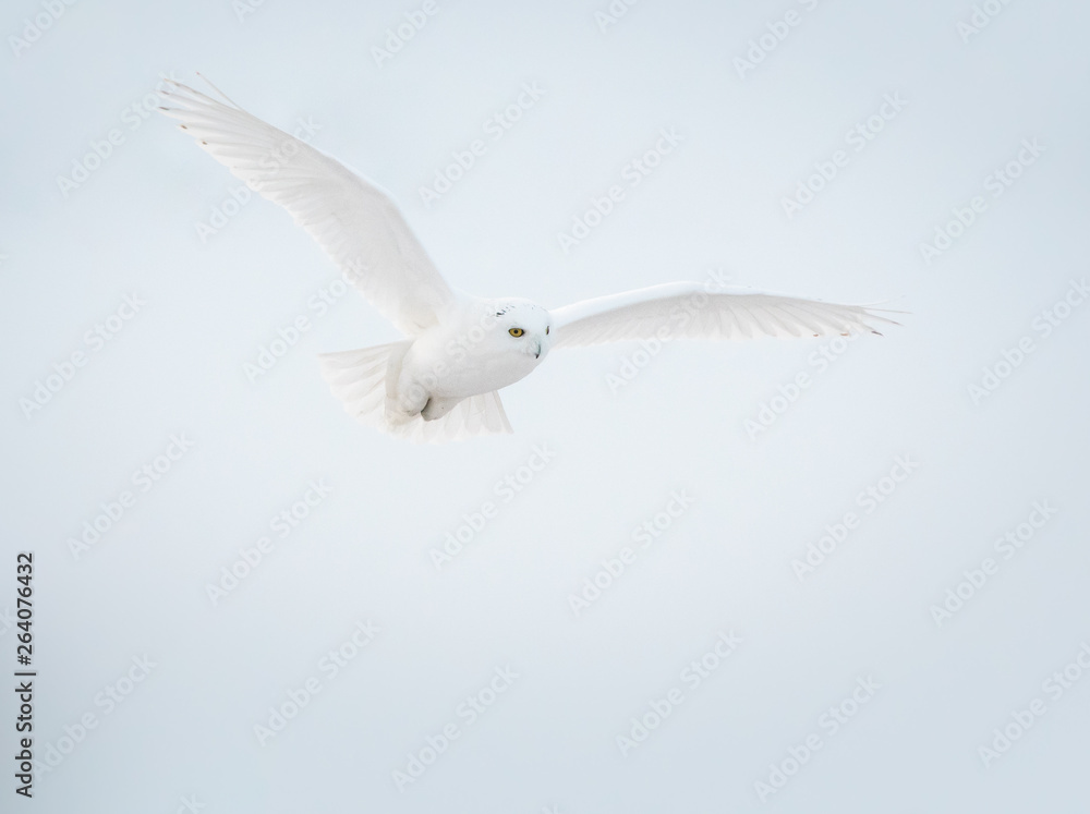 Fototapeta premium Snowy owl