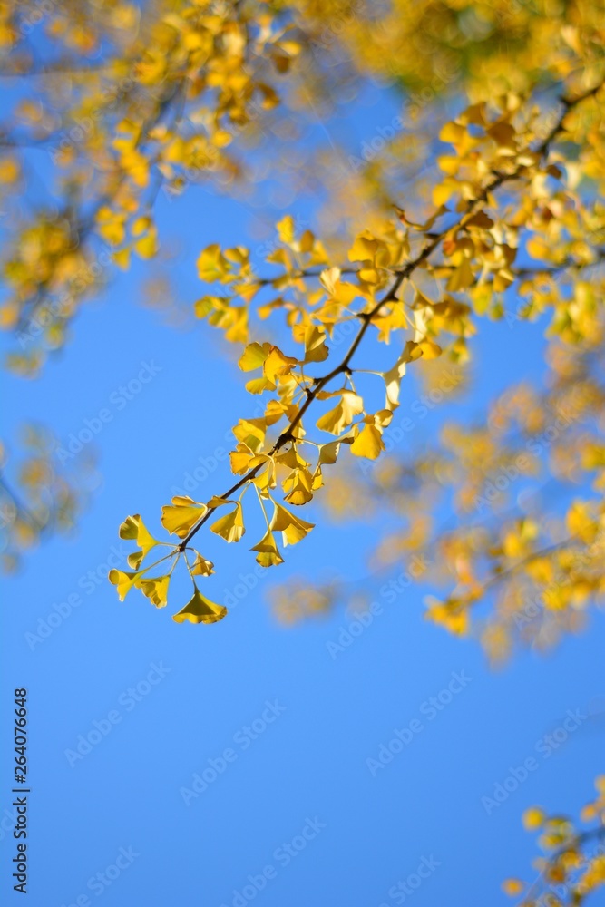 branch of a tree in spring branch of a tree in spring