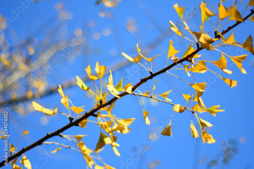 branch of a tree in spring