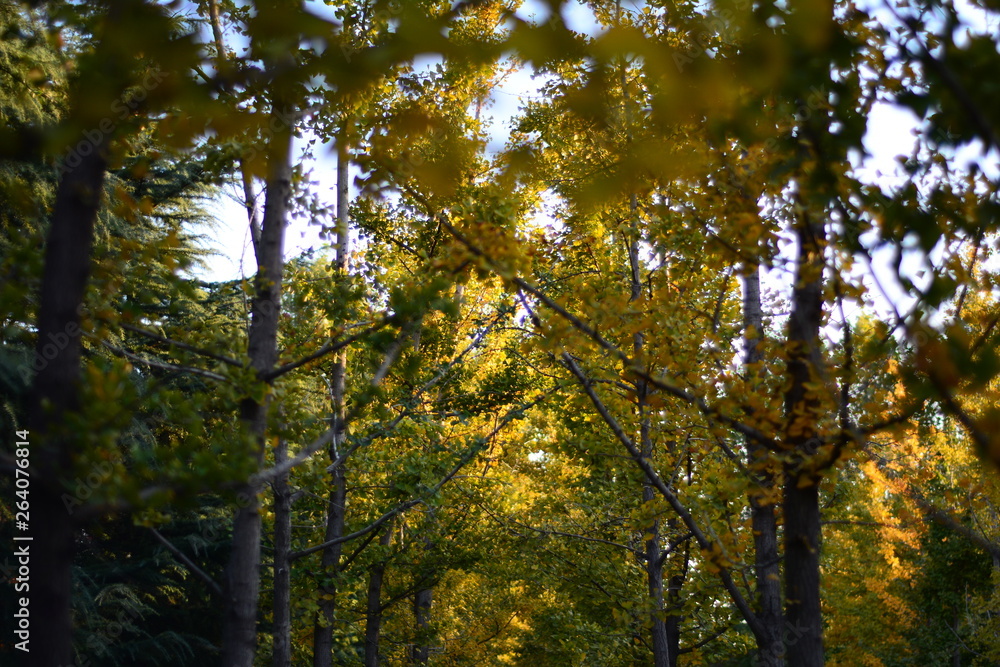 Fototapeta premium autumn in the forest