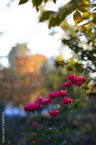 red flowers in the garden