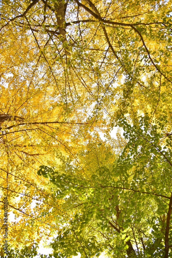 Obraz premium autumn leaves