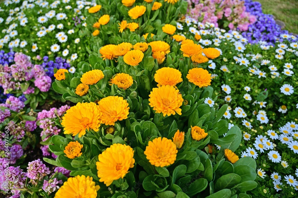 Obraz premium 春の花が咲き乱れる公園の情景
