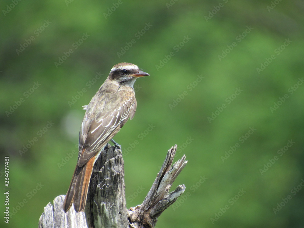 Fototapeta premium woodpecker on tree