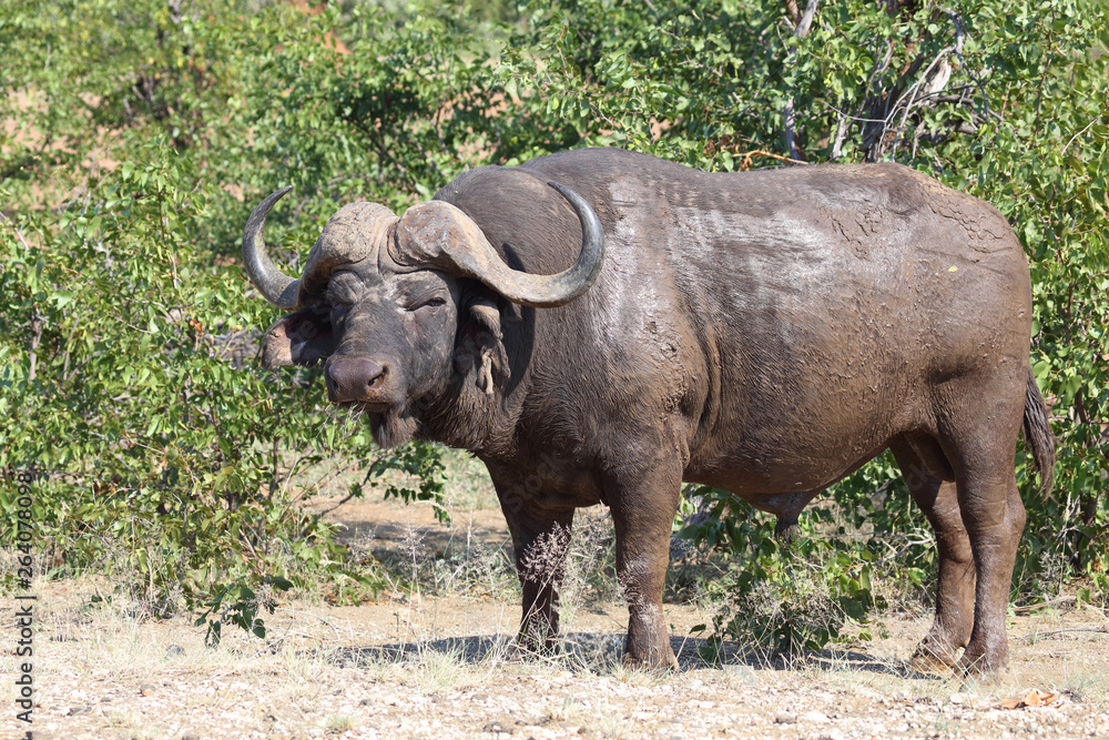Obraz premium Kaffernbüffel / Buffalo / Syncerus caffer