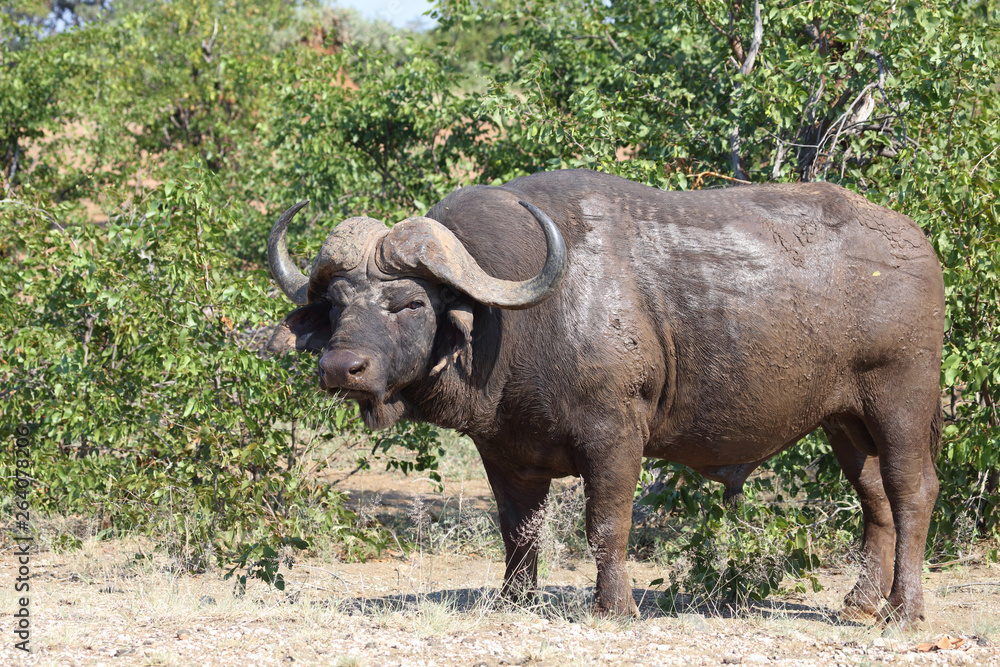 Obraz premium Kaffernbüffel / Buffalo / Syncerus caffer