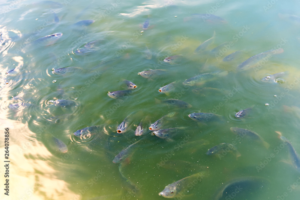 Fish in the lake, sunset 