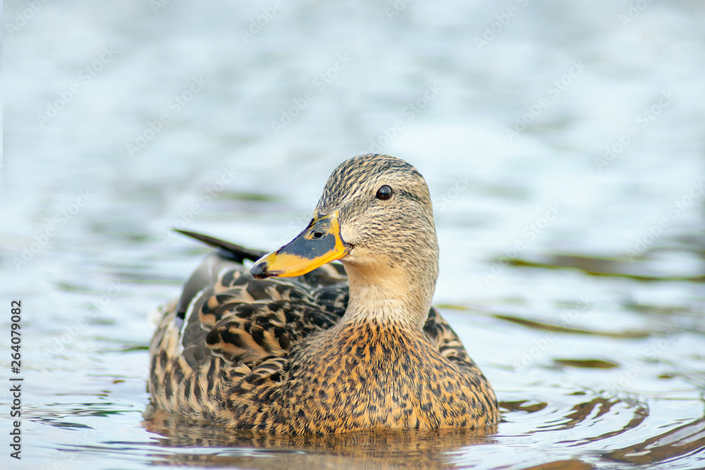 female Mallard duck close up floating in water female Mallard duck close up floating in water