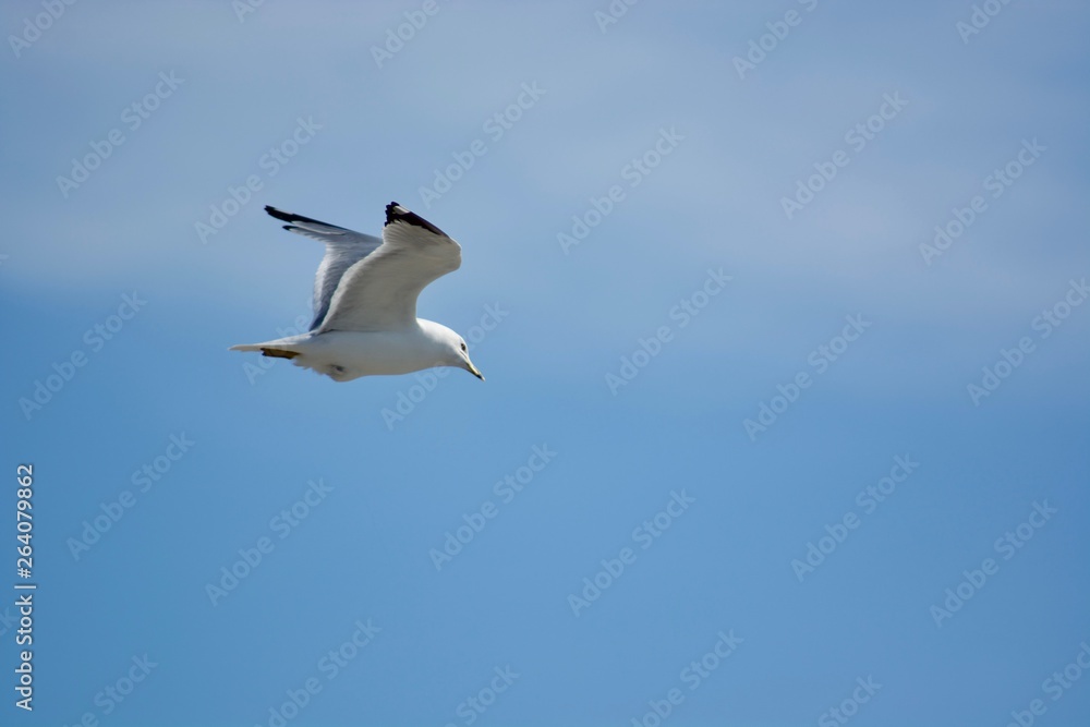 Obraz premium A beautiful flying seagull in the blue sky